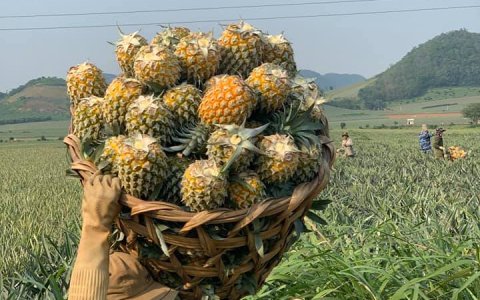 Dứa Queen – cây trồng mang lại hiệu quả kinh tế cao cho nông dân thị trấn Thống Nhất