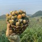 Dứa Queen – cây trồng mang lại hiệu quả kinh tế cao cho nông dân thị trấn Thống Nhất